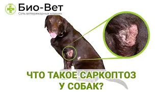 Что такое Саркоптоз у собак и чем он опасен для собак / Разбираемся с «Био-Вет»