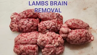 Removing A Lambs Brain For Eating Or Hide Tanning