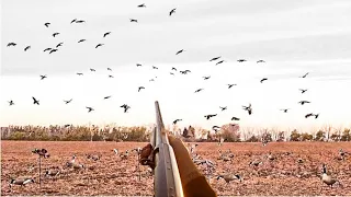 HUNDREDS OF MALLARDS IN THE DECOYS! Alberta Duck hunting 2022