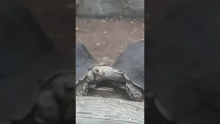 that turtle is a dick