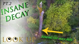 Tree Felling Scenarios -Insane Decay Part.2