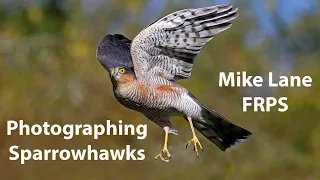 Photographing Sparrowhawks
