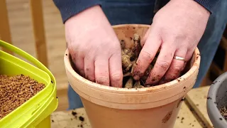 How to Plant Dahlia and Begonia Tubers