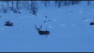 January Mule Deer Buck in Deep Snow - Utah 2023