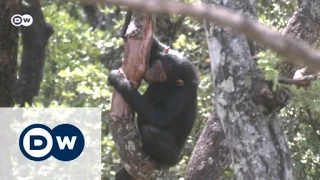 A save haven for orphan chimps | Eco-at-Africa