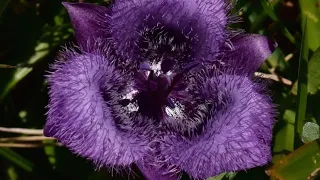 A Photographic Tour of the Genus Calochortus