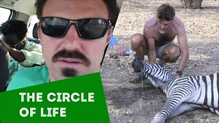 Barstool Abroad: Zimbabwe (Chapter 3: The Circle of Life)