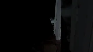 Кот видит  призрака