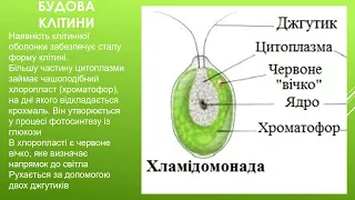 Відео-урок "Одноклітинні водорості" Біологія 6 клас.