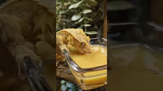 что ест бананоед ? #геккон #рептилии #ящерицы #бананоеды #террариум #питомец