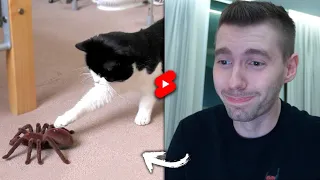 Tente não rir com esse GATO