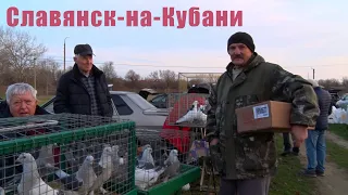 Птичий рынок. Славянск-на-Кубани.