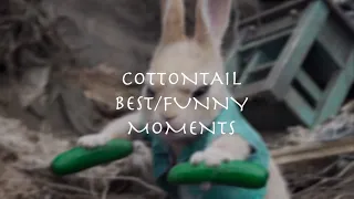 Cottontail best moments