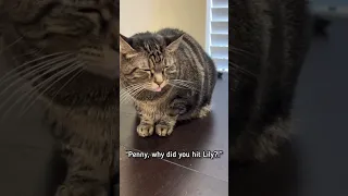 The end cracks me up 😂 #talkingcat #pennythecat