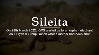 Rescue of Orphaned Elephant Sileita | Sheldrick Trust