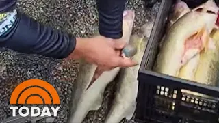 Team Of Fishermen Accused Of Cheating By Stuffing Fish With Weights