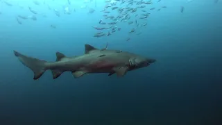 Diving the Indra shipwreck with sand tiger sharks