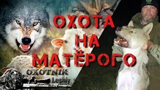 Матёрый волк задушил трёх овец, но был добыт! Охота на волка.