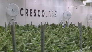 Multi-billion dollar cannabis deal called off in blow to struggling industry