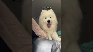 My daily routine #dogs #puppy #samoyed #video #cutepuppy #cute