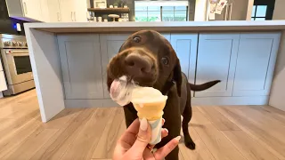LABRADOR PUPPY TRIES MCDONALD'S ICE CREAM CONE FOR THE FIRST TIME!!
