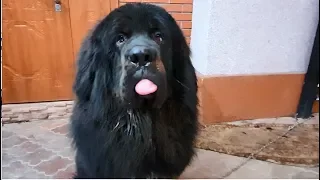 Тибетский мастиф Арнольд 1 год. Tibetan Mastiff Arnold 1 year.