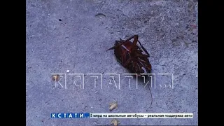 Тараканы, расплодившиеся от добра одних жителей, портят жизнь другим
