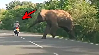 Огромная слониха выбежала на дорогу , она звала людей на помощь