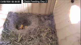 Cat Attacks Nest Full of Great Tit Chicks at Wigan, UK - 5.13.20