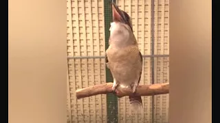 This kookaburra sounds REALLY creepy when 'laughing' in slow motion