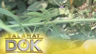 Salamat Dok: Health benefits of makahiya leaves