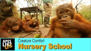 Baby Orangutans Nursery School