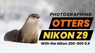 Unveiling the Elusive River Otters: Behind the Scenes with the Nikon Z9!