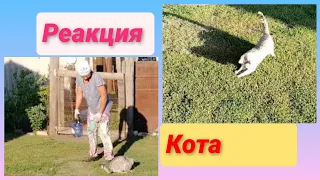 Реакция кота на воду Кот играет с водой Неожиданная реакция кота