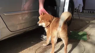 Shibe forcibly ride a car because he wants to go with his owner.