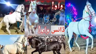 Horse dancing shorts  گھوڑا ڈانسں گھوڑے کا ڈانس چیک کریں