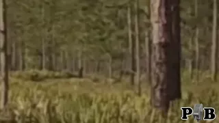 the "Bigfoot Shaking Trees In Florida" video