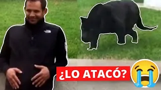 7 Emotivos Reencuentros De Animales Con Sus Dueños😭😭 | PARTE 4