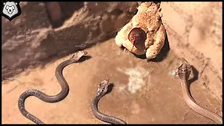 This Snake Messed with the Wrong Chicken