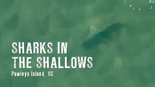 Sharks filmed from above with drone at Pawleys Island close to shore at the South Inlet