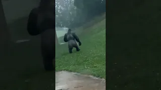 Gorila vs Oso Grizzly
