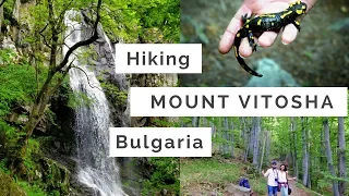 Hiking Wild Mount Vitosha | Bulgaria | Let me Roam