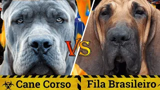 Cane Corso vs Fila Brasileiro | Cane Corso vs Brazilian Mastiff |Battle BTW banned dogs|Billa Boyka|