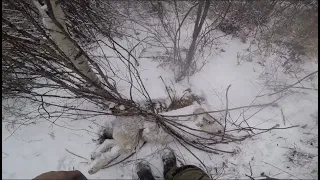 Попался тринадцатый серый/ ОХОТА НА ВОЛКА