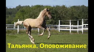 Тальянка. Оповоживание.