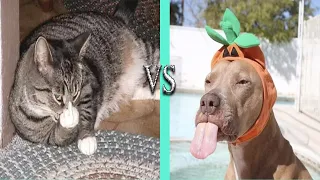 Angry Cats vs Dogs Funny Compilation | Tiktok Compilation