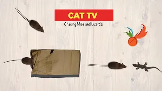 CAT GAMES - Catching Mice and Lizards! Entertainment Video for Cats to Watch.