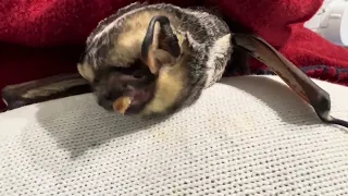 Hoary Bat feeding time (again!)