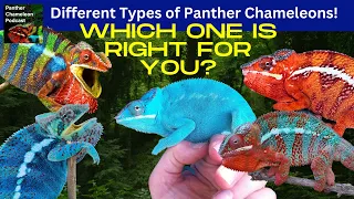 The Different Types of Panther Chameleons!