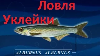 Диалоги о рыбалке -131- Крупная уклейка на удочку.